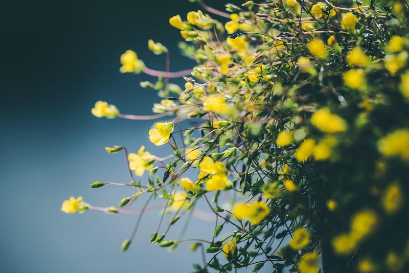 Magical Horticulture
