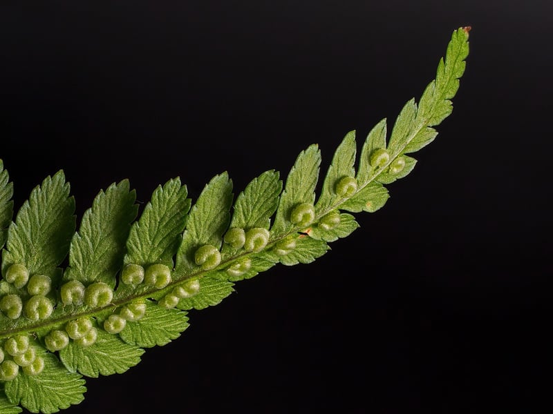 Celestial Crystal Fern