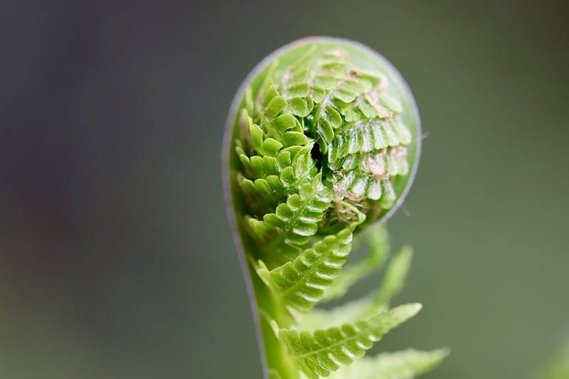 Stardust Fern