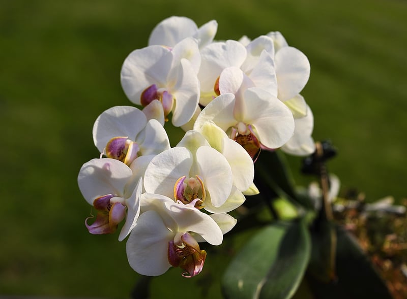 Enchanted Orchid