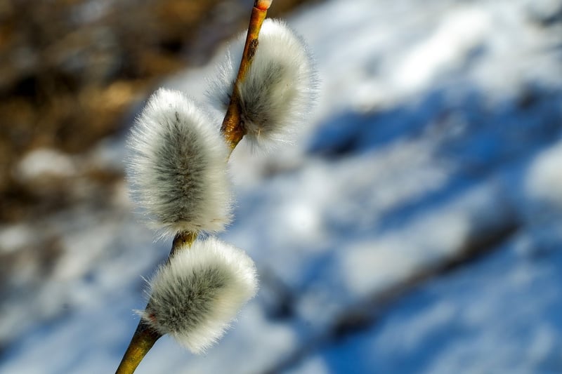 Whispering Willow of Eldoria
