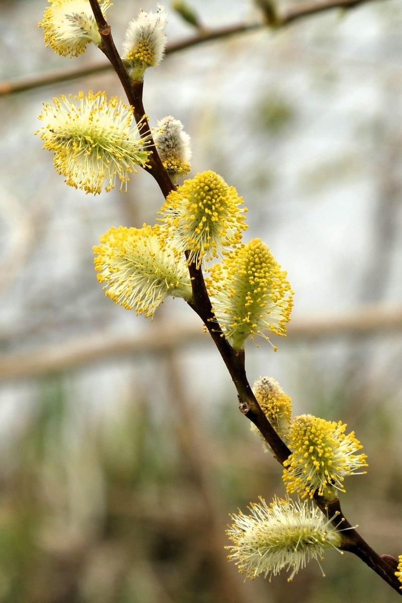 Whispering Willow